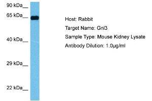 Host: Mouse Target Name: GNL3 Sample Tissue: Mouse Kidney Antibody Dilution: 1ug/ml (Nucleostemin 抗体  (N-Term))