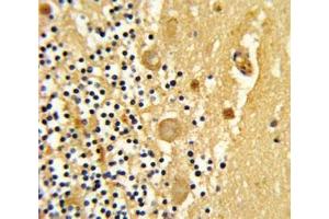 Immunohistochemistry (IHC) image for anti-Leucine Rich Repeat Containing 32 (LRRC32) (AA 234-260) antibody (ABIN3028542)