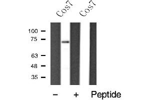 Western blot analysis of HDAC10 expression in Cos7 cell extract (HDAC10 抗体)