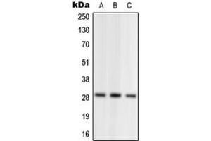 Western blot analysis of NRL expression in HEK293T (A), SP2/0 (B), PC12 (C) whole cell lysates. (NRL 抗体  (N-Term))