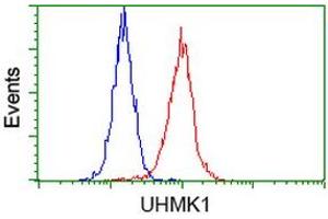 HEK293T cells transfected with either RC214962 overexpress plasmid (Red) or empty vector control plasmid (Blue) were immunostained by anti-UHMK1 antibody (ABIN2453773), and then analyzed by flow cytometry. (UHMK1 抗体)
