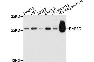 Western blot analysis of extracts of various cell lines, using RAB3D antibody. (RAB3D 抗体)