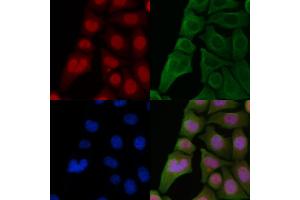 ABIN6262224 and ABIN6266867 staining Hela cells by IF/ICC. (HEXIM1 抗体  (C-Term))