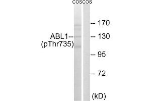Western blot analysis of extracts from COS cells, treated with EGF (200ng/ml, 30mins), using ABL1 (Phospho-Thr735) antibody. (ABL1 抗体  (pThr735))