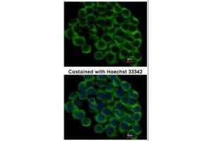 Immunofluorescence (IF) image for anti-Heat Shock Protein 90kDa alpha (Cytosolic), Class B Member 1 (HSP90AB1) (N-Term) antibody (ABIN2855047)
