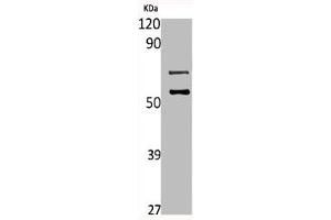 Western Blot analysis of L929 cells using Mucin 13 Polyclonal Antibody (MUC13 抗体  (C-Term))