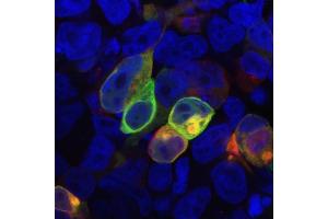Immunocytochemistry (ICC) image for anti-Proline Rich 7 (Synaptic) (PRR7) (AA 126-253), (Intracellular) antibody (ABIN457438)