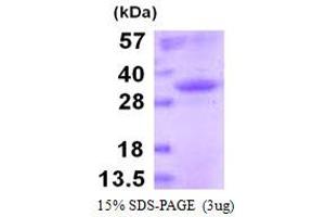 Image no. 1 for Mouse IgG isotype control (ABIN5780567) (Recombinant 小鼠 IgG 同型对照)