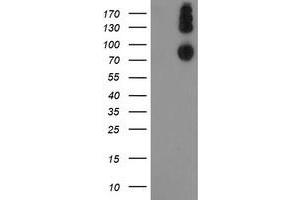 Western Blotting (WB) image for anti-Leucine Proline-Enriched Proteoglycan (Leprecan) 1 (LEPRE1) antibody (ABIN1499131) (LEPRE1 抗体)