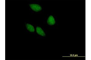 Immunofluorescence of purified MaxPab antibody to EIF3S5 on HeLa cell. (EIF3F 抗体  (AA 1-357))