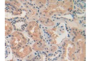 IHC-P analysis of Human Kidney Tissue, with DAB staining. (Retinol Binding Protein 5 抗体  (AA 2-135))