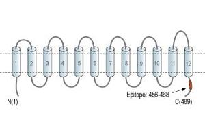 Representative domain view of the target of ABIN7043678.