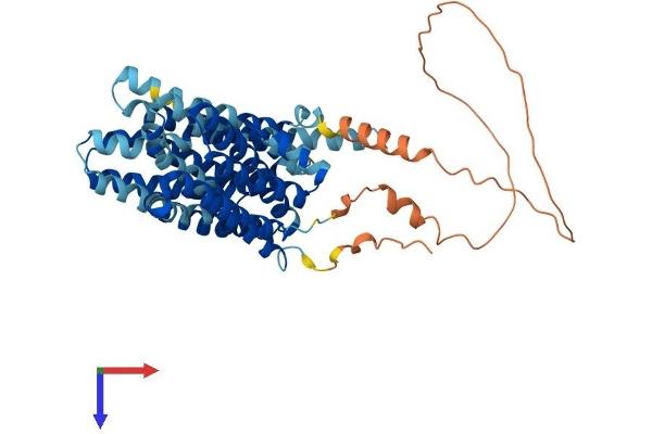 SLC16A4 Protein (AA 1-500) (His tag)