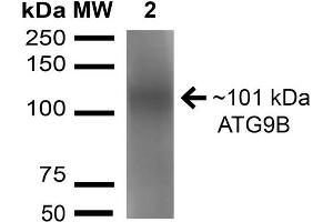 Western blot analysis of Rat Brain cell lysates showing detection of 101 kDa ATG9B protein using Rabbit Anti-ATG9B Polyclonal Antibody . (ATG9B 抗体  (AA 110-121) (Atto 488))
