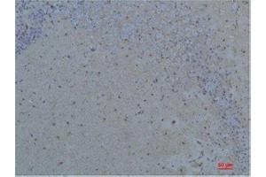 Immunohistochemistry (IHC) analysis of paraffin-embedded Rat Brain Tissue using S100 beta Rabbit Polyclonal Antibody diluted at 1:200. (S100B 抗体)