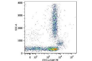 Surface staining of lysed and wash human peripheral blood with purified anti-human CD31 (MEM-05) (detection by Goat anti-mouse IgG1 PE). (CD31 抗体  (Biotin))