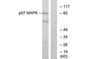 Western blot analysis of extracts from K562 cells, using p97 MAPK Antibody. (MAPK6 抗体  (AA 461-510))