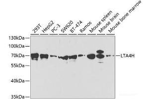 Western blot analysis of extracts of various cell lines using LTA4H Polyclonal Antibody at dilution of 1:1000. (LTA4H 抗体)