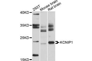 Western blot analysis of extracts of various cells, using KCNIP1 antibody. (KCNIP1 抗体)