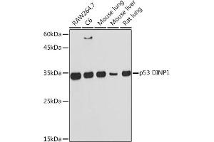 TP53INP1 抗体