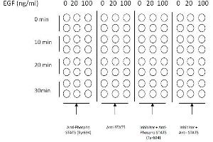 Image no. 3 for Signal Transducer and Activator of Transcription 5A (STAT5A) ELISA Kit (ABIN1981843)