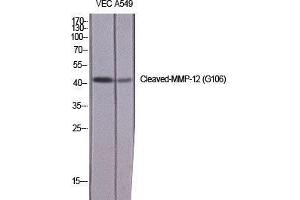 Western Blot (WB) analysis of specific cells using Cleaved-MMP-12 (G106) Polyclonal Antibody. (MMP12 抗体  (cleaved, Gly106))