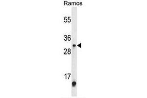 Western blot analysis of METTL1 Antibody (Center) in Ramos cell line lysates (35µg/lane). (METTL1 抗体  (Middle Region))