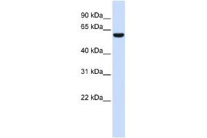 NRG1 (neuregulin 1) Antibody (against the N terminal of NRG1) (50ug) validated by WB using Fetal Brain Lysate at 0. (Neuregulin 1 抗体  (N-Term))