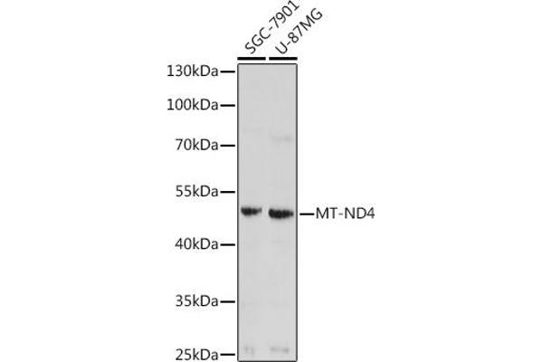 Mitochondrially Encoded NADH Dehydrogenase 4 (MT-ND4) 抗体