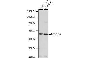 Western blot analysis of extracts of various cell lines, using MT-ND4 antibody (ABIN7268602) at 1:1000 dilution. (Mitochondrially Encoded NADH Dehydrogenase 4 (MT-ND4) 抗体)