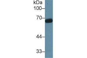 Western blot analysis of Rat Testis lysate, using Rat KNT1 Antibody (1 µg/ml) and HRP-conjugated Goat Anti-Rabbit antibody ( (KNG1 抗体  (AA 378-430))