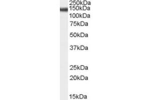 Image no. 1 for anti-Stromal Antigen 2 (STAG2) (Internal Region) antibody (ABIN374783) (STAG2 抗体  (Internal Region))