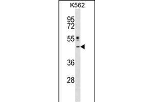 CRLF1 Antibody (Center) (ABIN1538198 and ABIN2848707) western blot analysis in K562 cell line lysates (35 μg/lane). (CRLF1 抗体  (AA 255-283))