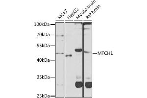 Western blot analysis of extracts of various cell lines, using MTCH1 antibody (ABIN6132817, ABIN6144123, ABIN6144124 and ABIN6224087) at 1:1000 dilution. (MTCH1 抗体  (AA 100-250))