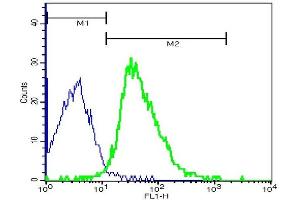 Mouse thymocytes probed with Rabbit Anti-ARMC3 (Cancer/testis antigen 81) Polyclonal Antibody, FITC Conjugated (ABIN873236-FITC) at 1:100 for 40 minutes (green) compared to control cells (blue). (ARMC3 抗体  (AA 752-840))