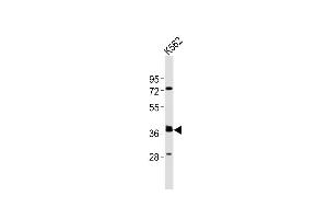 Anti-(Mouse) Tal1 Antibody (Center) at 1:2000 dilution + K562 whole cell lysates Lysates/proteins at 20 μg per lane. (TAL1 抗体  (AA 154-188))