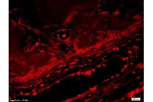 Formalin-fixed and paraffin embedded rabbit alveolar bone tissue labeled with Anti-BMP7 Polyclonal Antibody, Unconjugated (ABIN678938) at 1:300 followed by conjugation to the secondary antibody (BMP7 抗体  (AA 293-350))