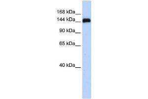 Western Blotting (WB) image for anti-Gse1 coiled-coil protein (GSE1) antibody (ABIN2459851) (GSE1/KIAA0182 抗体)