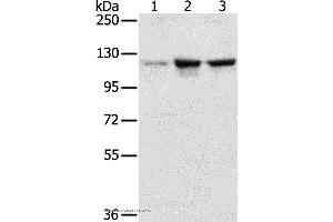 Western blot analysis of A549, K562 and hela cell, using NAT10 Polyclonal Antibody at dilution of 1:200