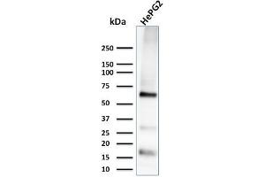 Western Blot Analysis of HePG2 cell lysate using Glypican-3 Monoclonal Antibody (1G12) (Glypican 3 抗体  (AA 511-580))