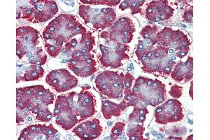Anti-GBAS antibody IHC of human pancreas. (GBAS 抗体  (Internal Region))