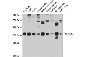 Western blot analysis of extracts of various cell lines, using OPCML antibody (ABIN3016671, ABIN3016672, ABIN3016673 and ABIN6219807) at 1:1000 dilution. (OPCML 抗体  (AA 246-345))