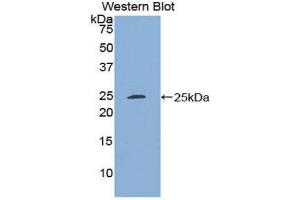 Western Blotting (WB) image for anti-Stromal Cell Derived Factor 4 (SDF4) (AA 184-382) antibody (ABIN1860508) (SDF4 抗体  (AA 184-382))