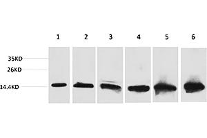 Western blot analysis of 1) Hela, 2) 293T, 3) 3T3, 4) Mouse Liver tissue, 5) Rat Liver tissue, 6) Rat Kidney tissue using CYCS Monoclonal Antibody. (Cytochrome C 抗体)