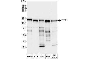 Western Blotting (WB) image for anti-BCL2-Associated Transcription Factor 1 (BCLAF1) (AA 150-200) antibody (ABIN7454651)