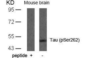 Western blot analysis of extracts from mouse brain tissue using Tau(Phospho-Ser262) Antibody and the same antibody preincubated with blocking peptide. (MAPT 抗体  (pSer262))