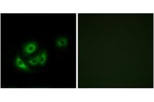 Immunofluorescence analysis of A549 cells, using MRPL11 Antibody. (MRPL11 抗体  (AA 21-70))