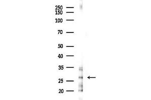 anti-PAXIP1 Associated Glutamate-Rich Protein 1 (PAGR1) antibody