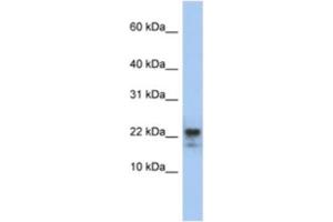 Western Blotting (WB) image for anti-Claudin 23 (CLDN23) antibody (ABIN2460774) (Claudin 23 抗体)