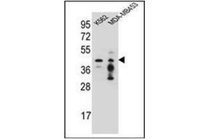 Western blot analysis of PCYT1A Antibody (N-term) in K562,MDA-MB453 cell line lysates (35ug/lane). (PCYT1A 抗体  (N-Term))